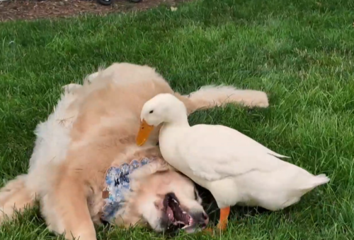 The Unlikely Friendship Between a Duck and a Golden Retriever Boosts Health and Happiness