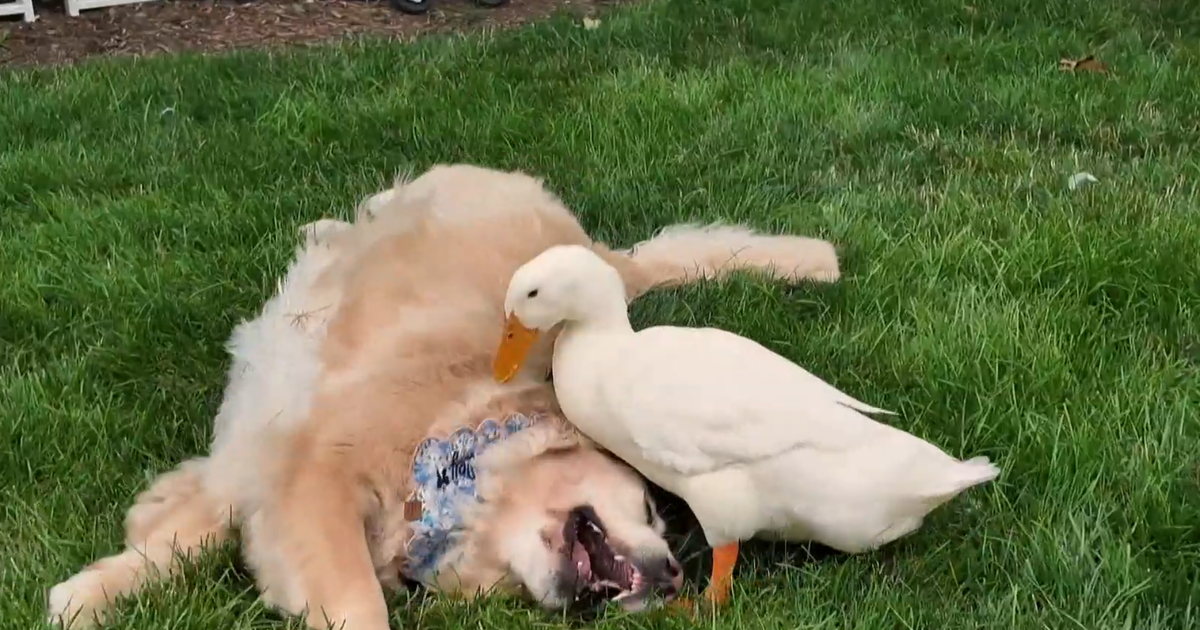 The Unlikely Friendship Between a Duck and a Golden Retriever Boosts Health and Happiness