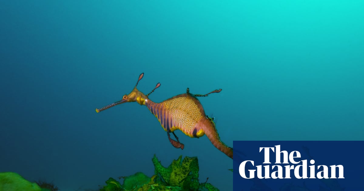 Call for Enhanced Protection of Australia’s Coastal Marine Ecosystems
