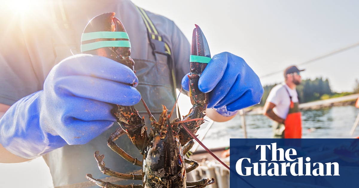Lobsters and Ocean Alkalinity: A Potential Solution to Acidification