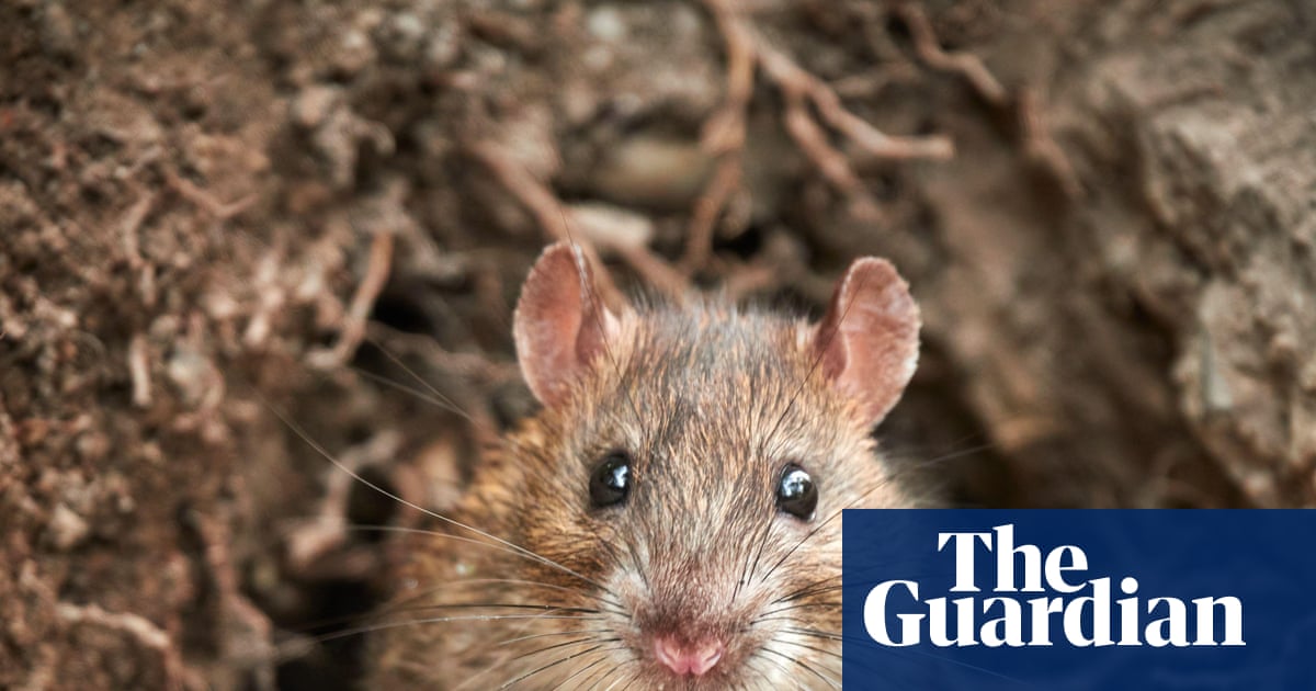 Rising Rat Populations Linked to Climate Change: A Global Challenge