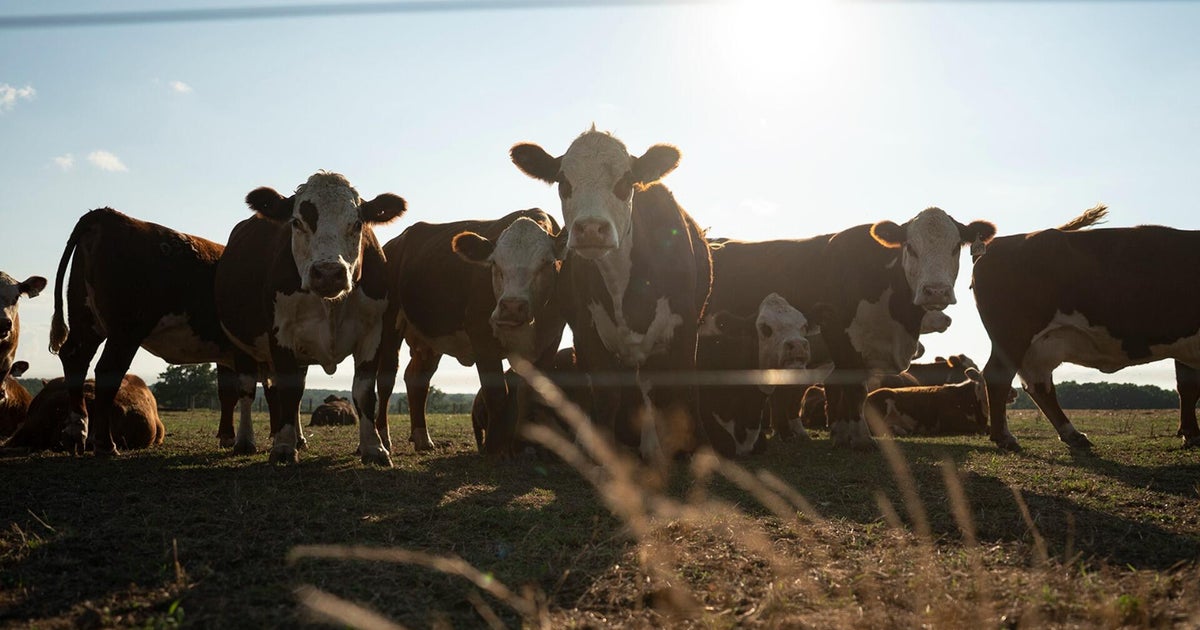 Cattle Rancher Voices Concerns Over Trump’s Tariff Cuts on Foreign Beef