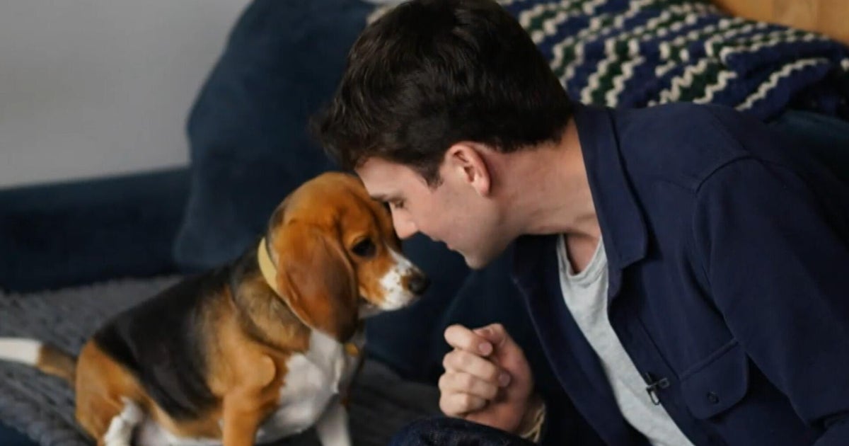 Genetically Modified Beagles: A New Hope for Allergy Sufferers