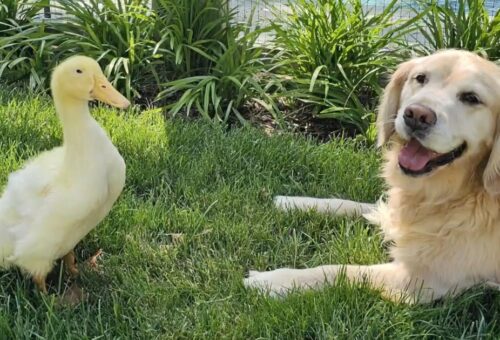 The Healing Power of Friendship: How a Duck Aided a Dog’s Recovery