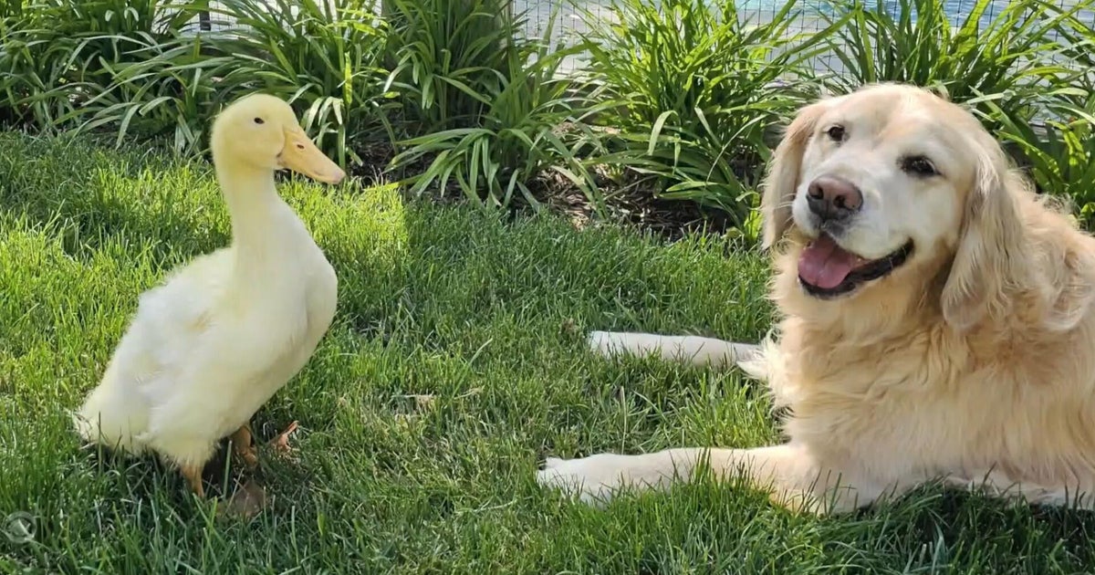 The Healing Power of Friendship: How a Duck Aided a Dog’s Recovery