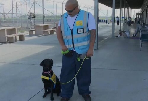 Inmates in California Prison Train Service Dogs to Assist People with Disabilities