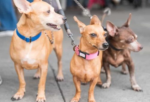 La cuisine coréenne face à la canicule : la soupe de chien comme remède