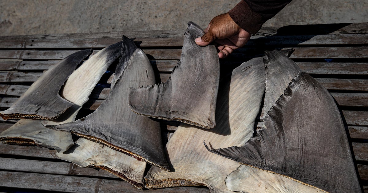 Chinese Vessel Detained for Illegal Shark Fin Harvesting in Pacific