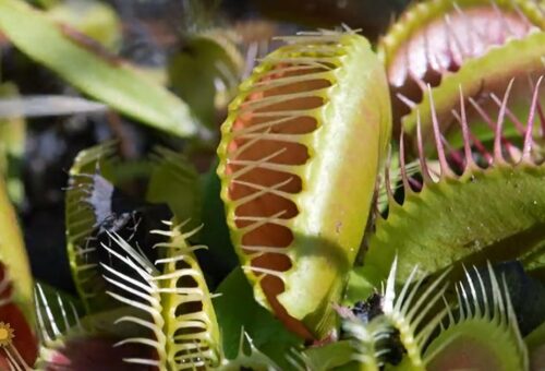 Efforts to Preserve the Venus Flytrap Amid Habitat Loss